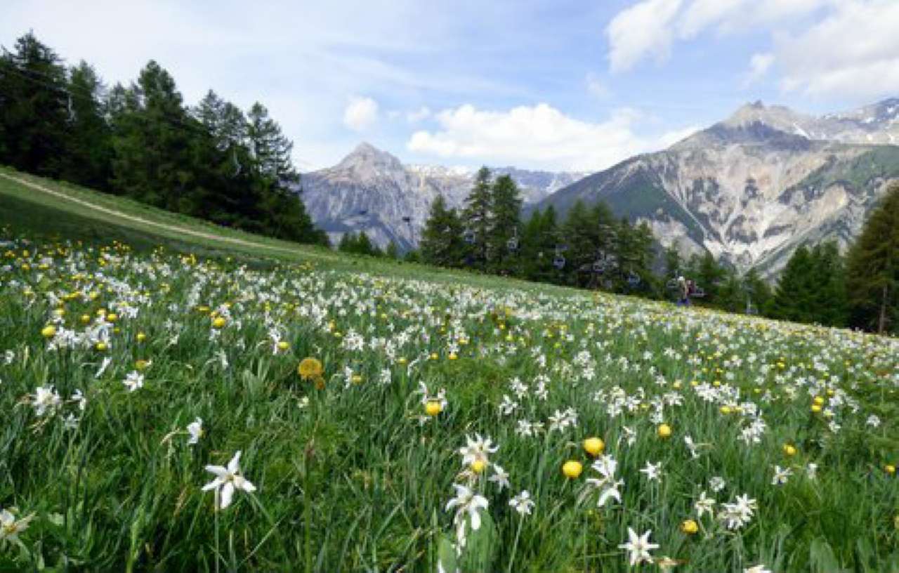 Villa Unifamiliare - Indipendente BARDONECCHIA vendita   Grange Frejus Fiminter Immobili Bardonecchia